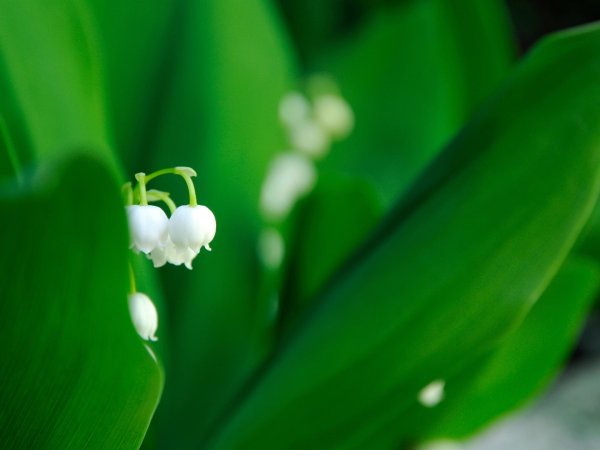 Ландыши на рабочий стол