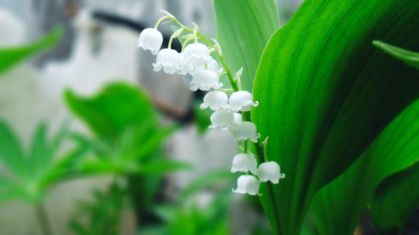 Ландыши на рабочий стол