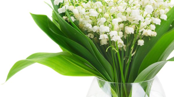 Ландыши на рабочий стол