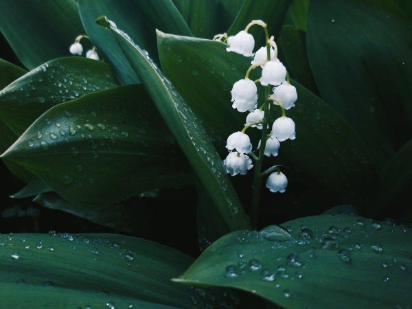 Ландыши на рабочий стол