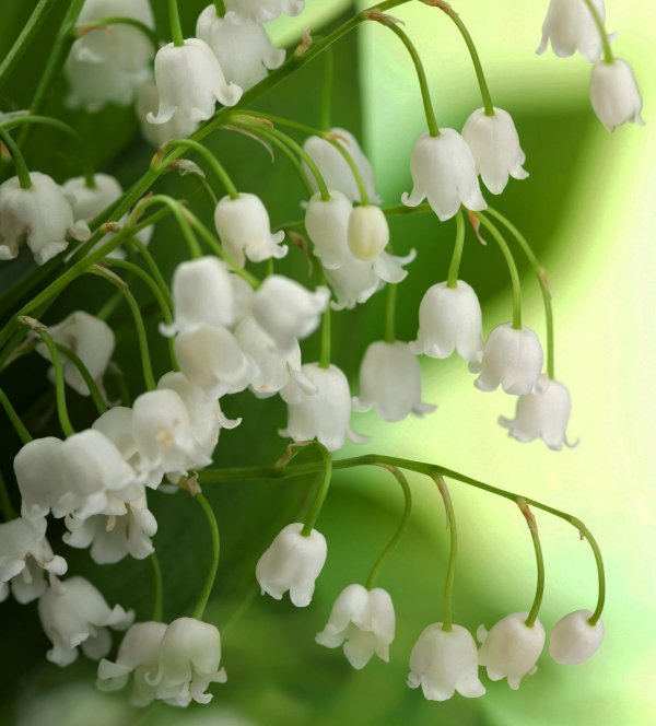 Ландыши на рабочий стол