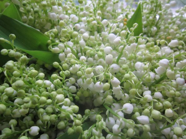 Ландыши на рабочий стол