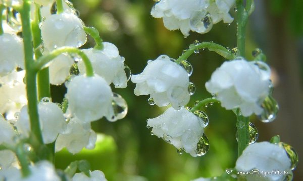 Ландыши на рабочий стол