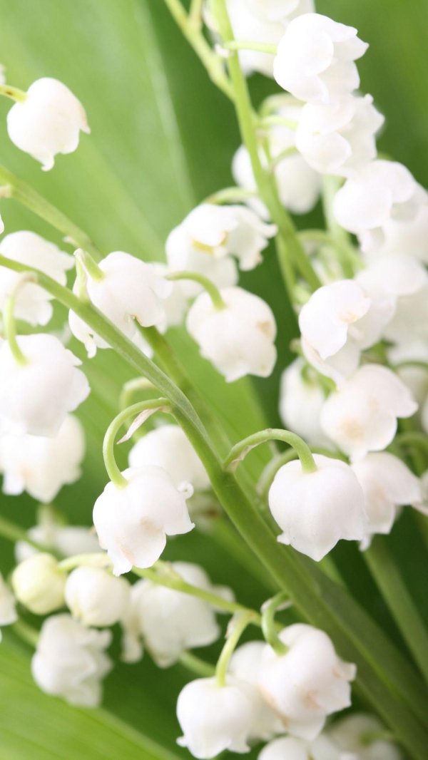 Ландыши на рабочий стол