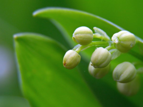 Ландыши на рабочий стол