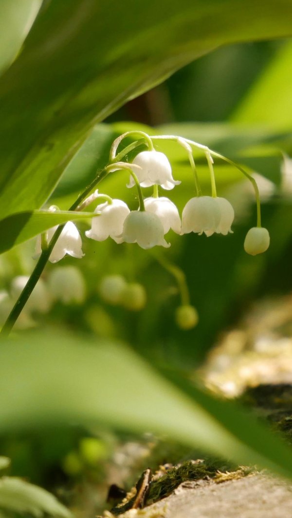 Ландыши на рабочий стол