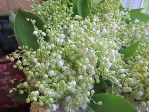 Ландыши на рабочий стол