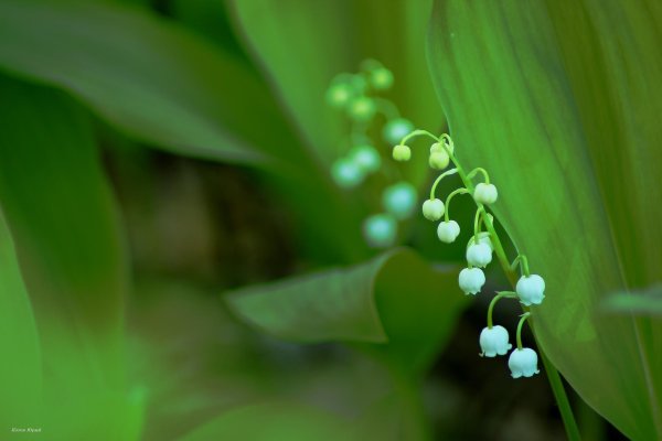 Ландыши на рабочий стол