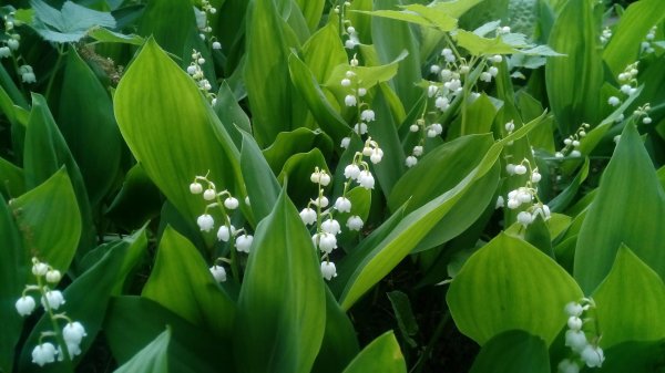 Ландыши на рабочий стол