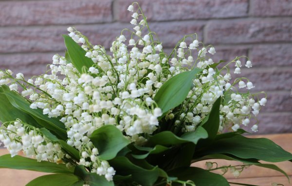 Ландыши на рабочий стол