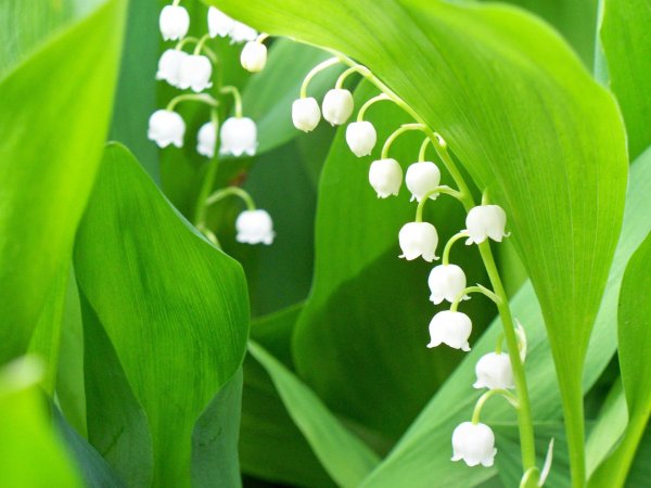 Ландыши на рабочий стол