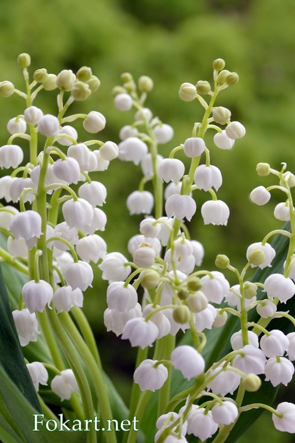 Ландыши на рабочий стол