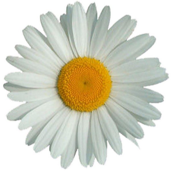 Ромашки на прозрачном фоне