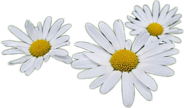 Ромашки на прозрачном фоне
