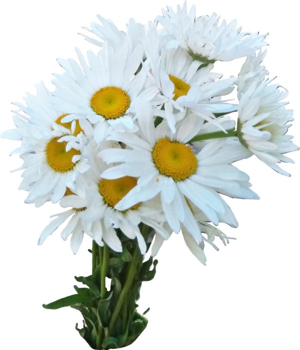 Ромашки на прозрачном фоне