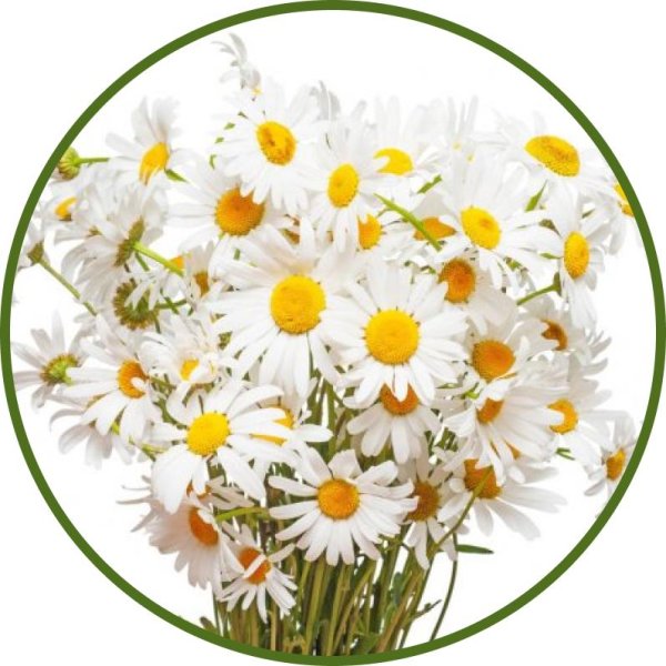 Ромашки на прозрачном фоне