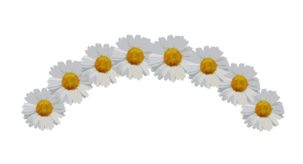 Ромашки на прозрачном фоне