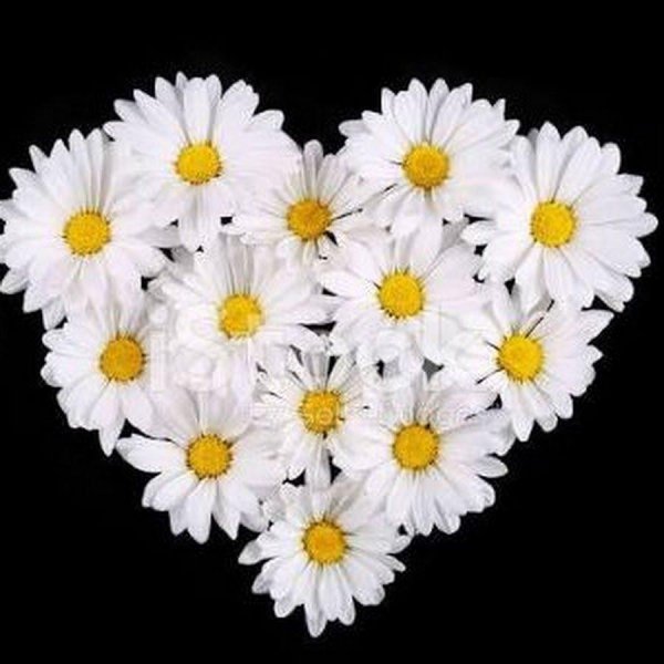 Ромашки на прозрачном фоне