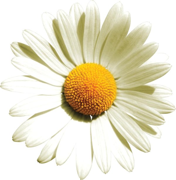 Ромашки на прозрачном фоне