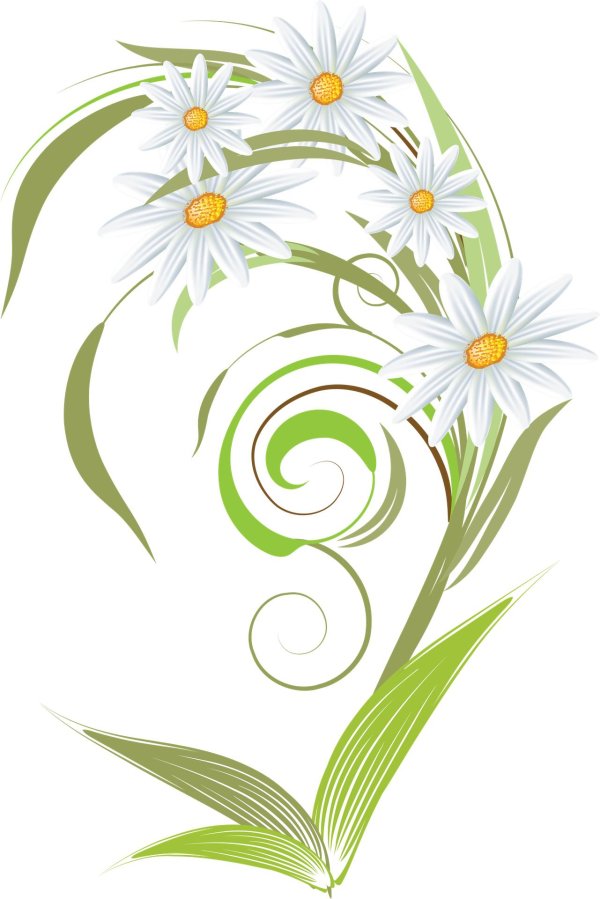 Ромашки на прозрачном фоне