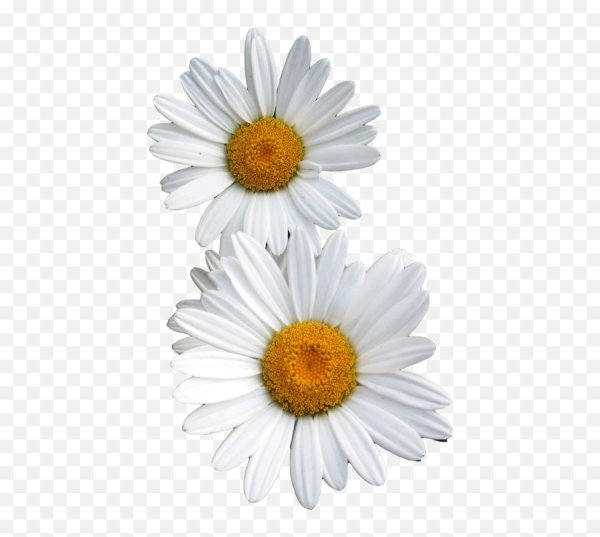 Ромашки на прозрачном фоне