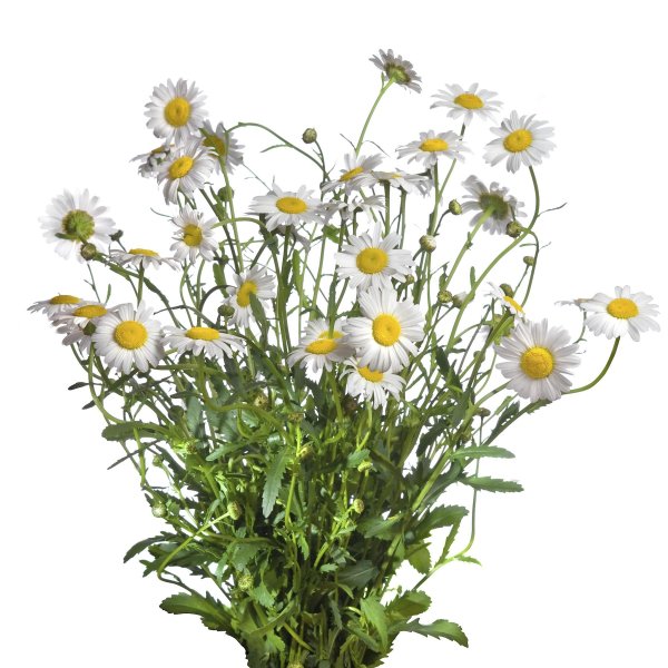 Ромашки на прозрачном фоне