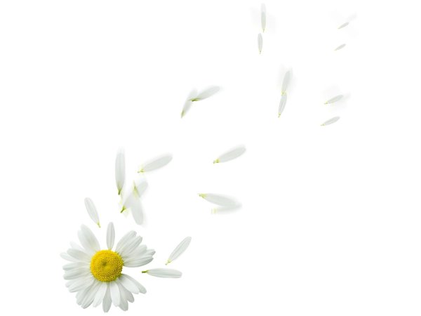 Ромашки на прозрачном фоне