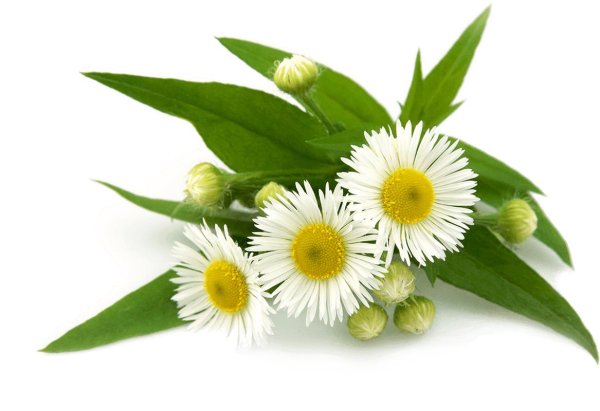 Ромашки на прозрачном фоне