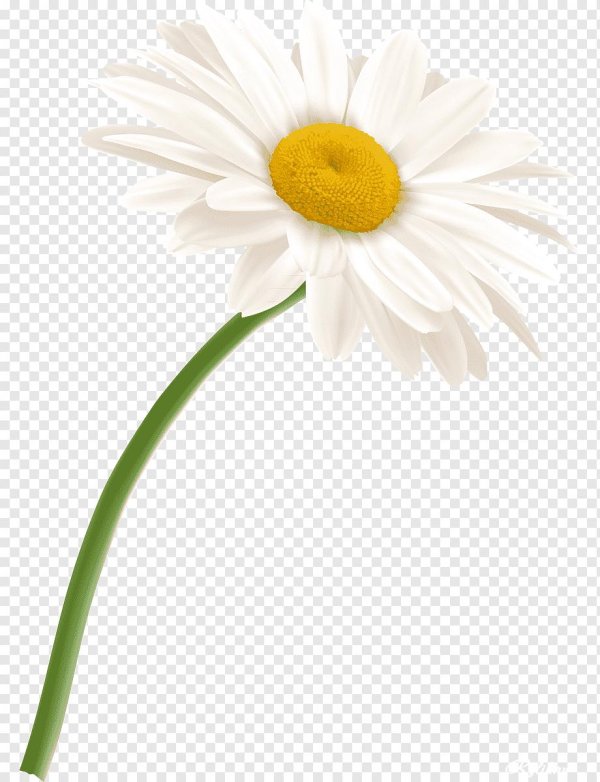 Ромашки на прозрачном фоне
