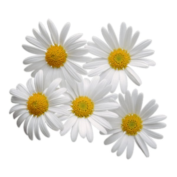 Ромашки на прозрачном фоне