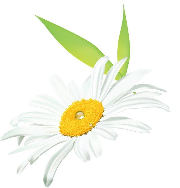 Ромашки на прозрачном фоне