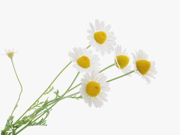 Ромашки на прозрачном фоне