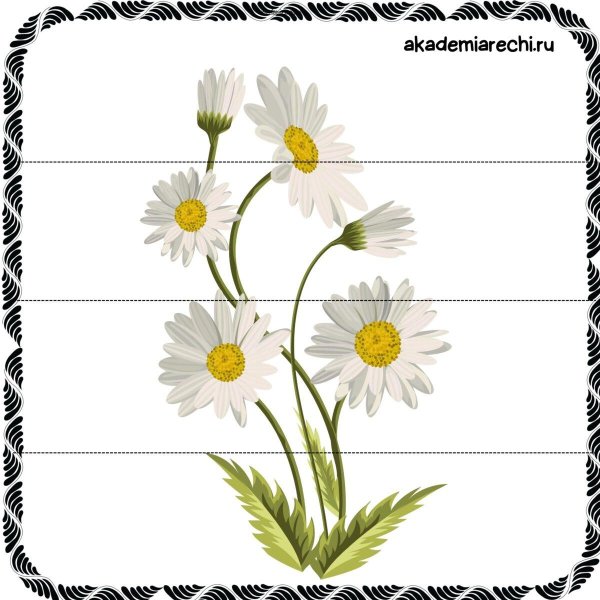 Ромашки на прозрачном фоне