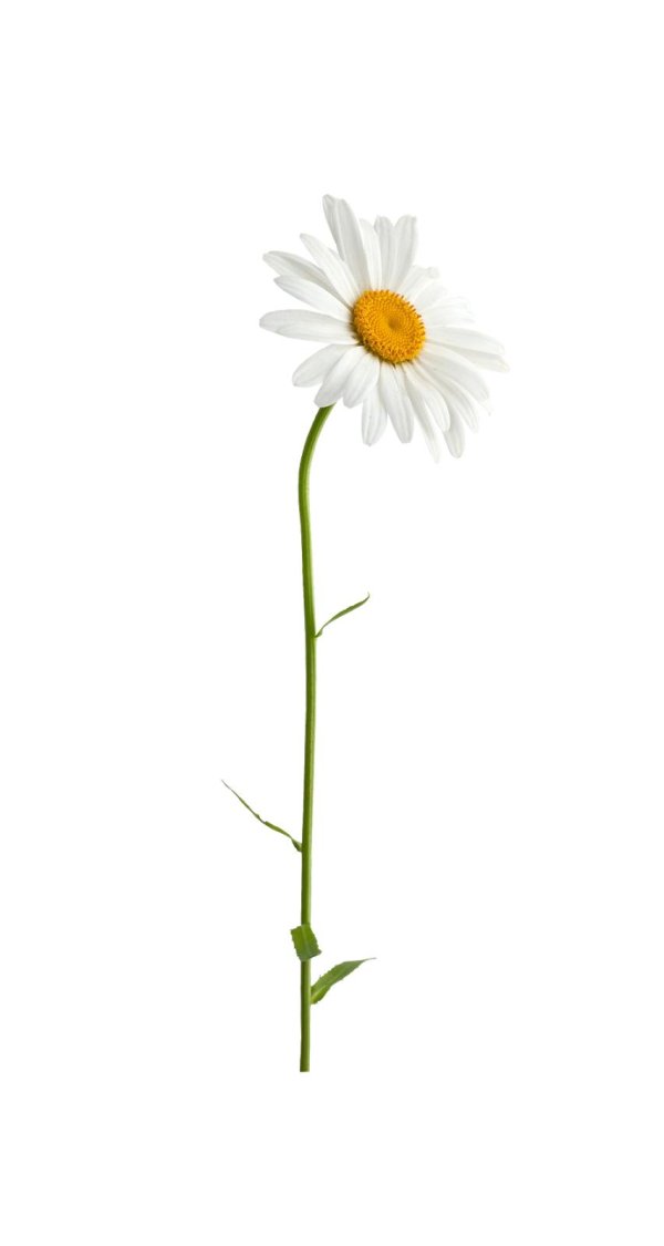 Ромашки на прозрачном фоне