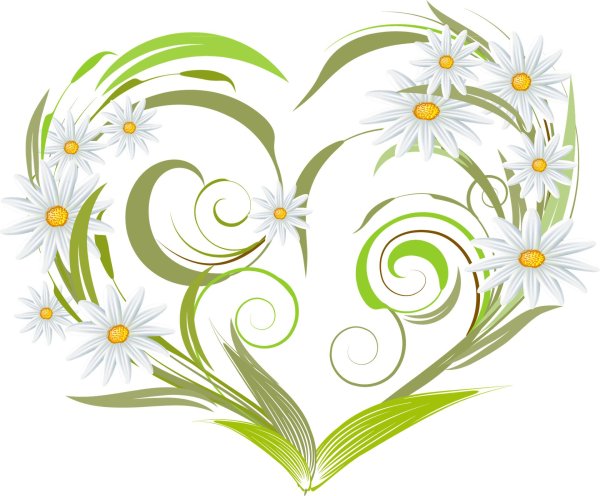 Ромашки на прозрачном фоне