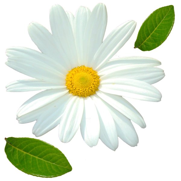 Ромашки на прозрачном фоне