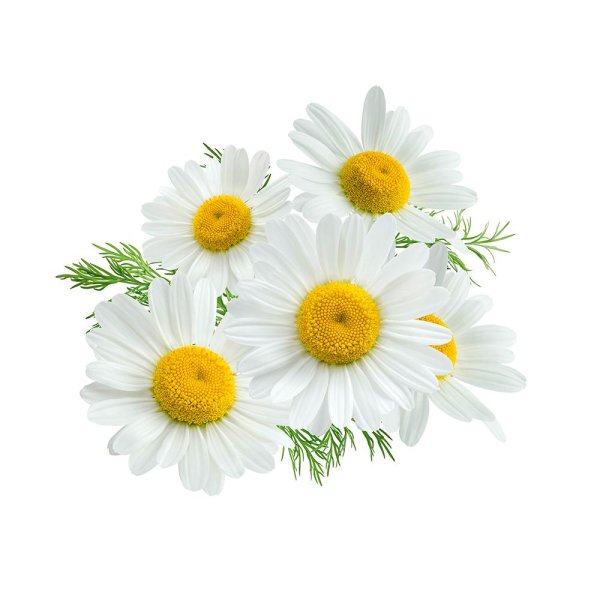 Ромашки на прозрачном фоне