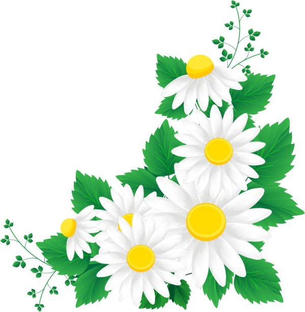 Ромашки на прозрачном фоне