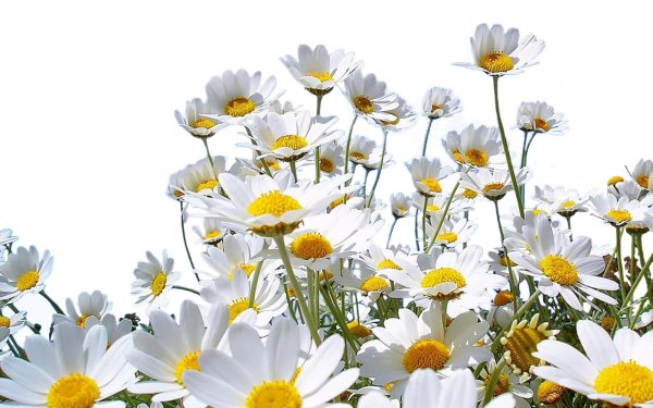 Ромашки на прозрачном фоне