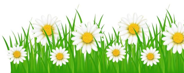 Ромашки на прозрачном фоне