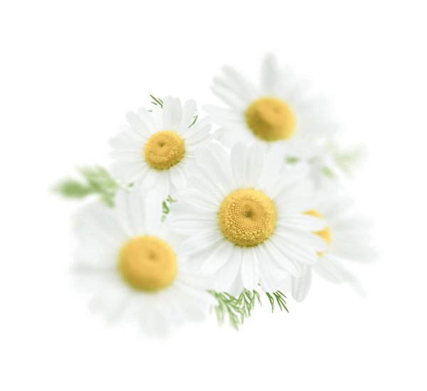 Ромашки на прозрачном фоне