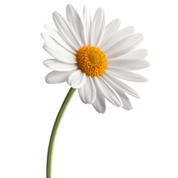 Ромашки на прозрачном фоне