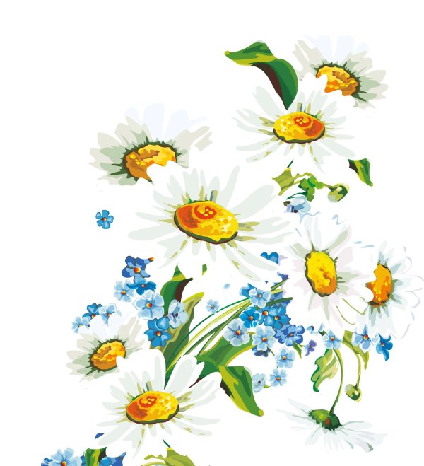 Ромашки на прозрачном фоне