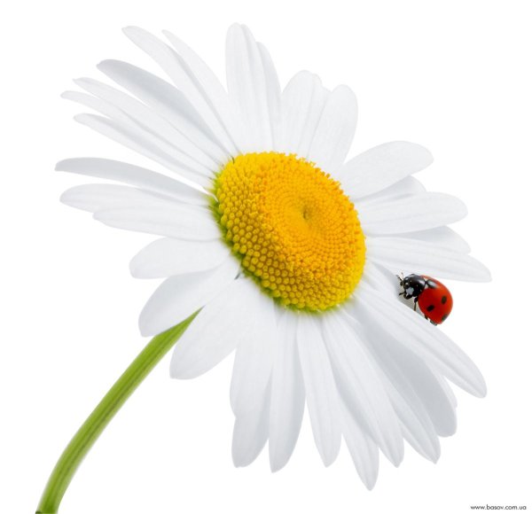 Ромашки на прозрачном фоне