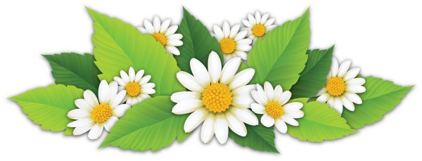 Ромашки на прозрачном фоне