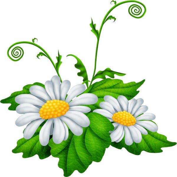 Ромашки на прозрачном фоне
