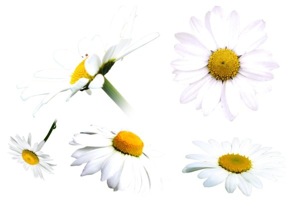 Ромашки на прозрачном фоне