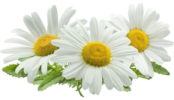 Ромашки на прозрачном фоне