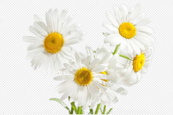 Ромашки на прозрачном фоне