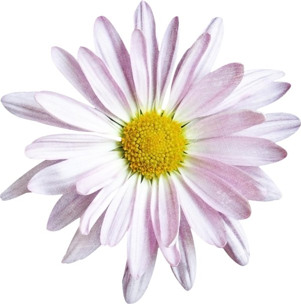 Ромашки на прозрачном фоне